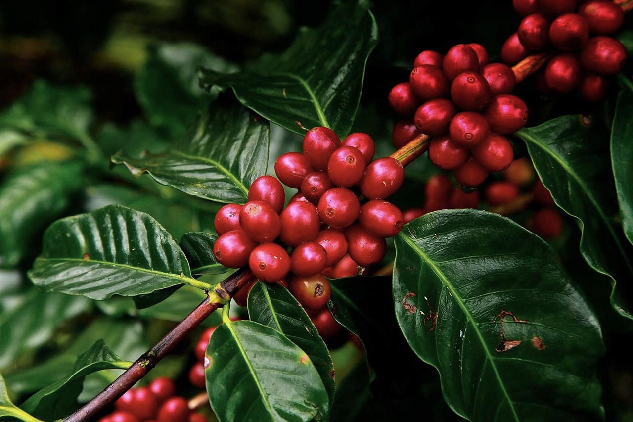 Ripe coffee cherries on the branch
